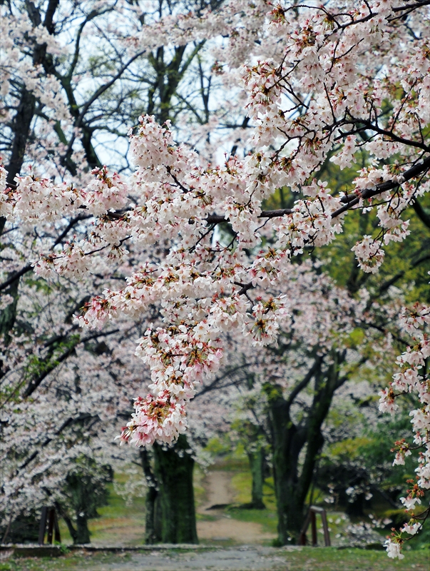 1013_広島城_広島