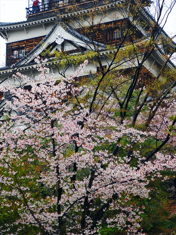 1019_広島城_広島