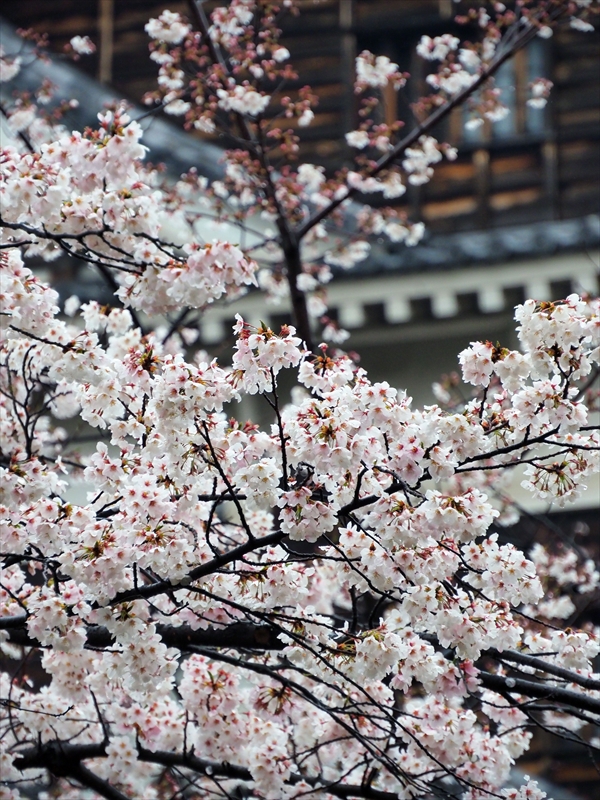 1020_広島城_広島