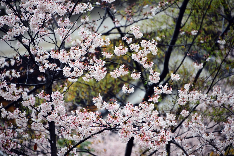 1024_広島城_広島