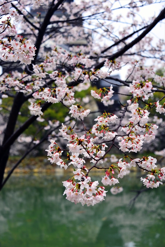 1030_広島城_広島