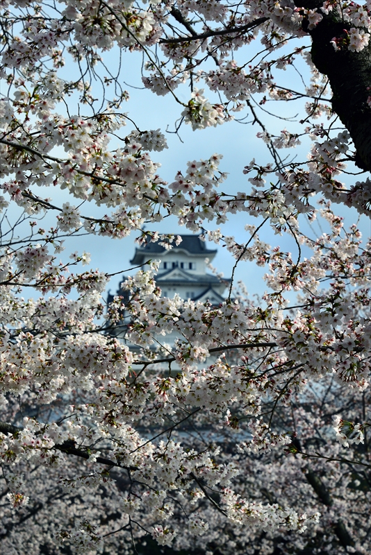 1007_姫路城_兵庫