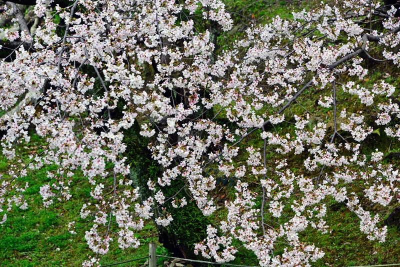 1013_姫路城_兵庫