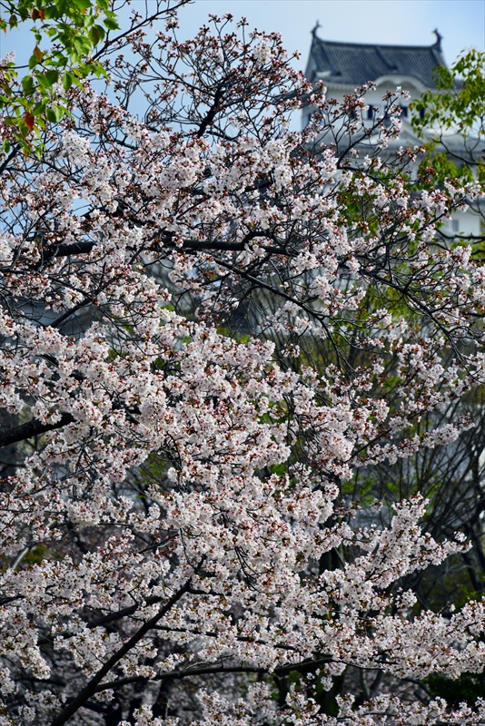 1028_姫路城_兵庫