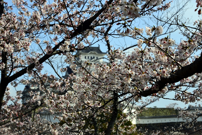 1031_姫路城_兵庫