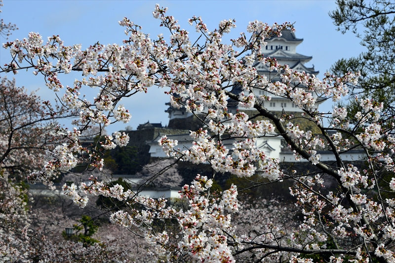 1037_姫路城_兵庫