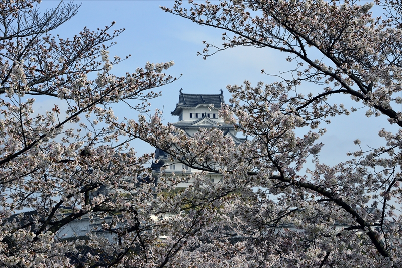 1039_姫路城_兵庫
