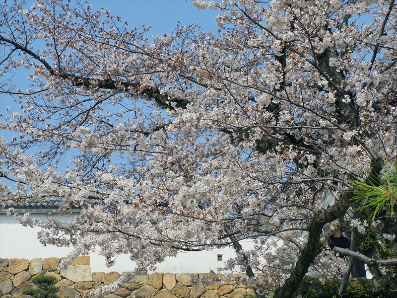 1045_姫路城_兵庫