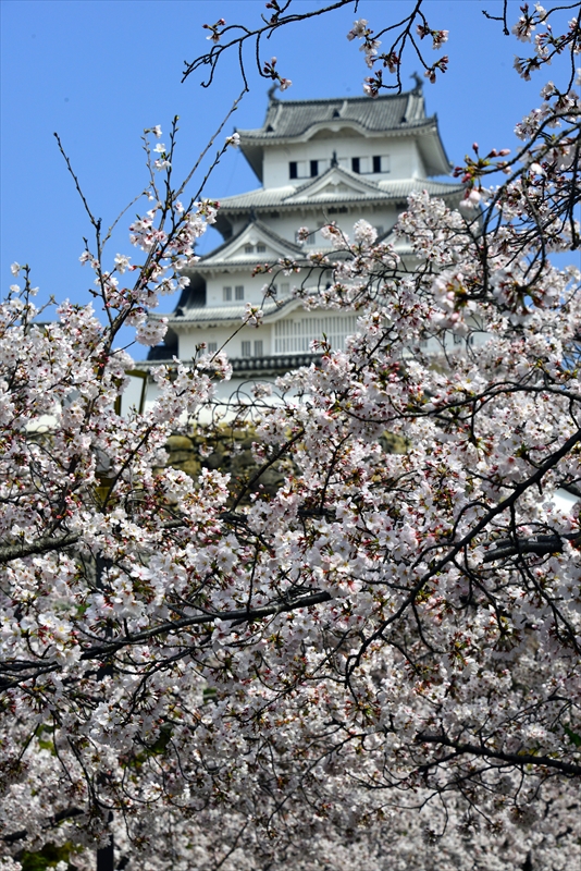 1047_姫路城_兵庫