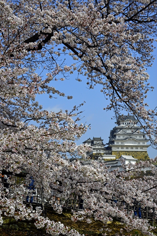 1051_姫路城_兵庫