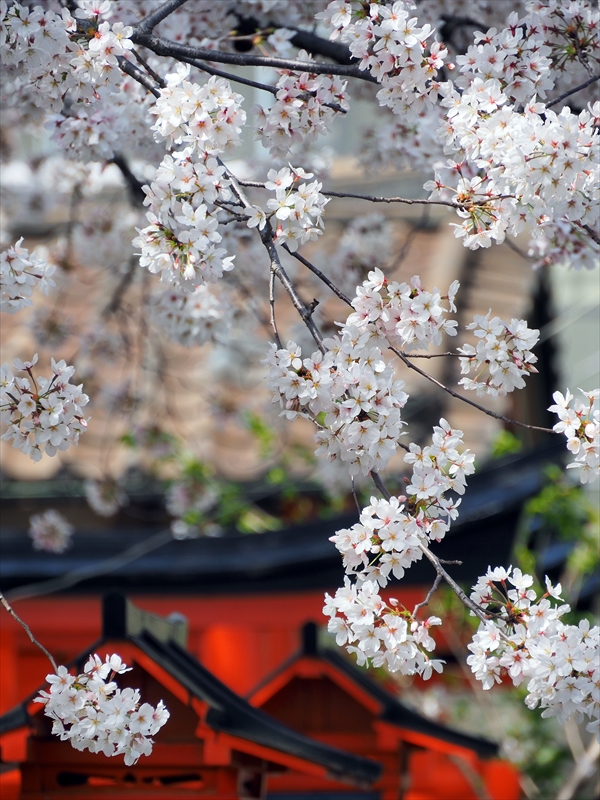 1135_洛中 六孫王神社_京都