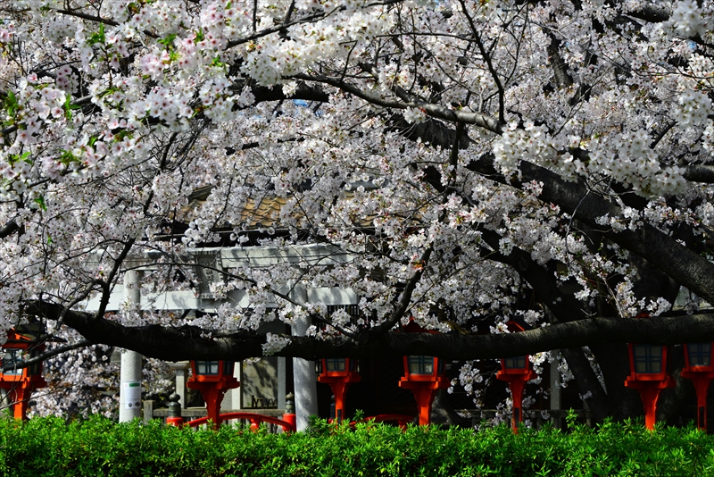 1143_洛中 六孫王神社_京都