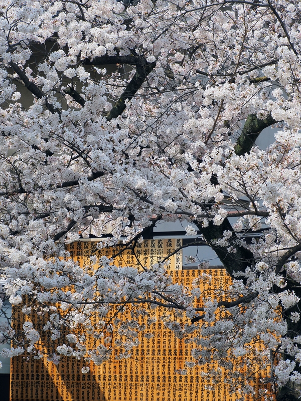 1180_洛中 東寺_京都