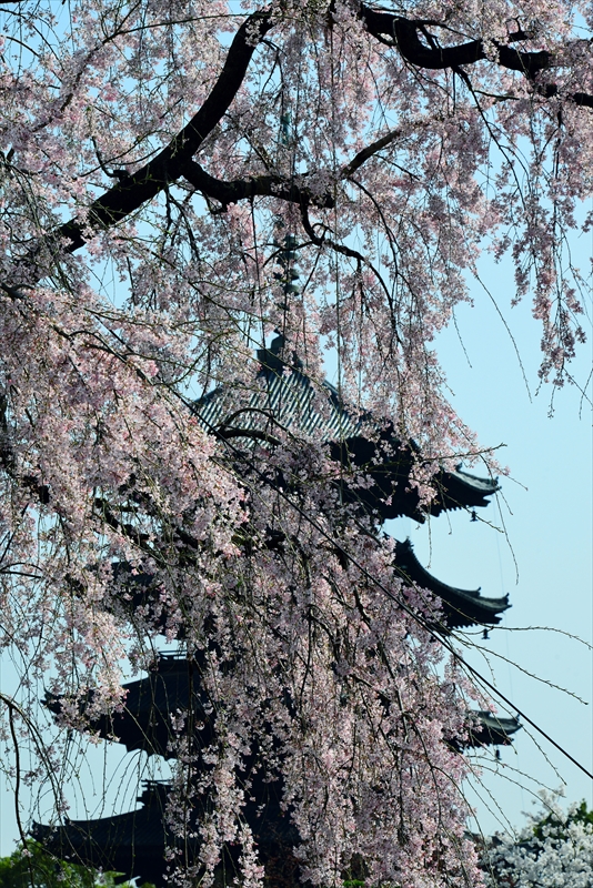 1182_洛中 東寺_京都