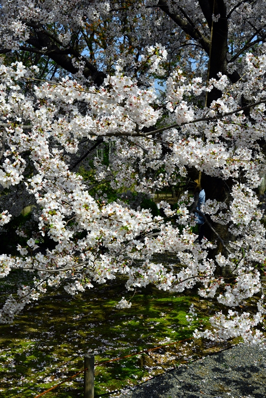 1184_洛中 東寺_京都