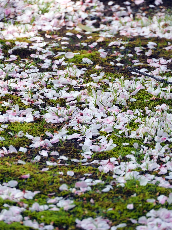 1187_洛中 東寺_京都