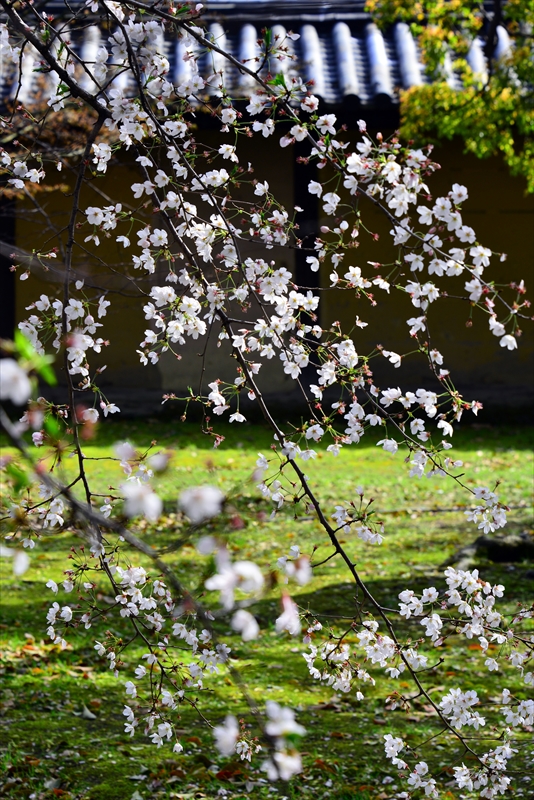 1188_洛中 東寺_京都