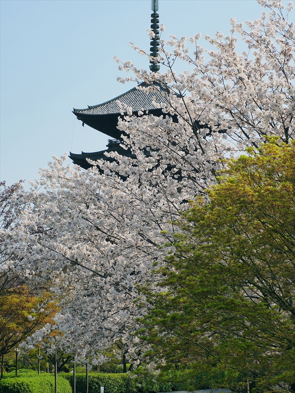 1194_洛中 東寺_京都