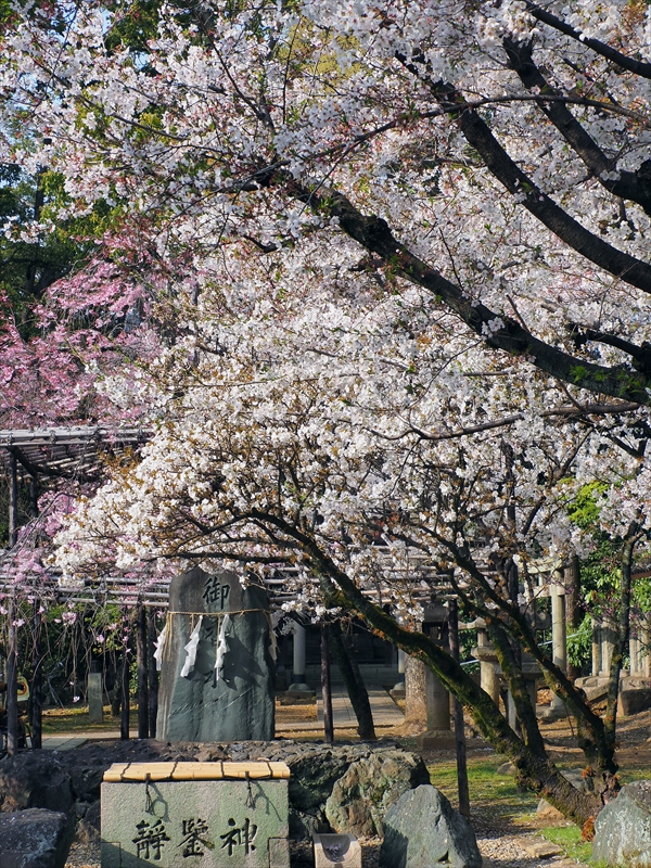 1002_洛南 御香宮神社_京都