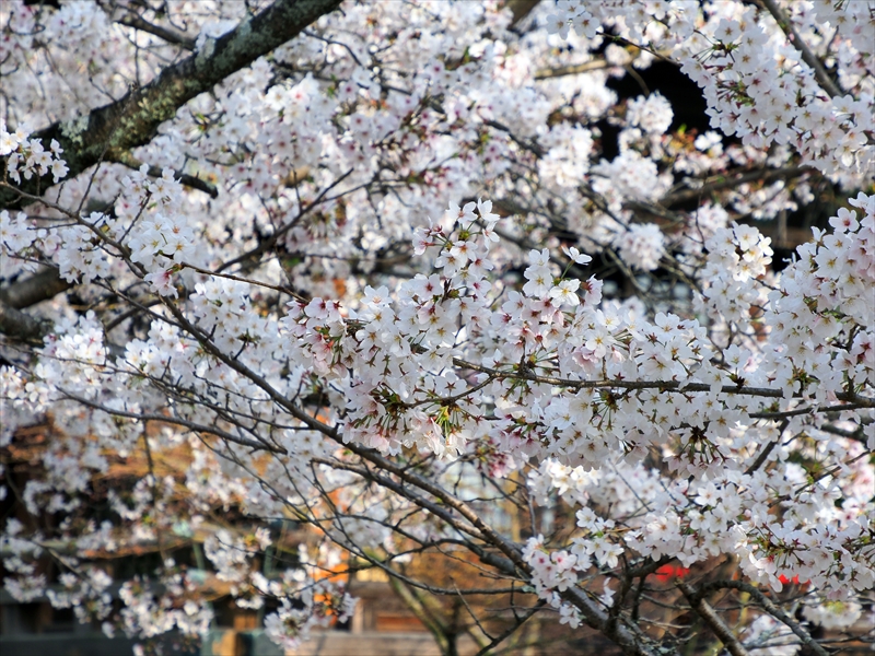 1005_洛南 御香宮神社_京都