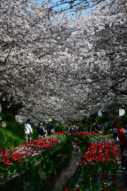 1068_江川せせらぎ緑道_神奈川