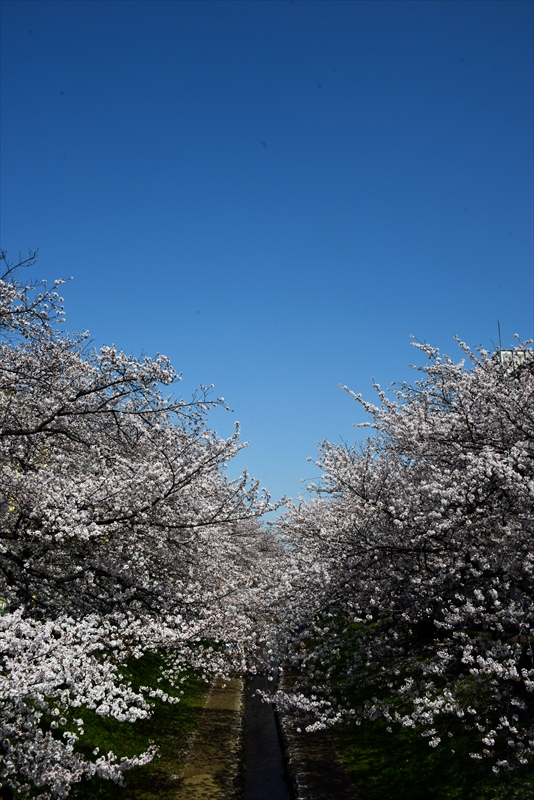 1069_江川せせらぎ緑道_神奈川