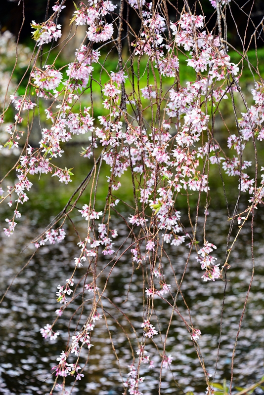 1085_三嶋大社_静岡
