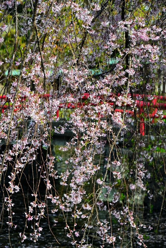 1088_三嶋大社_静岡