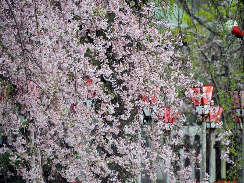 1089_三嶋大社_静岡