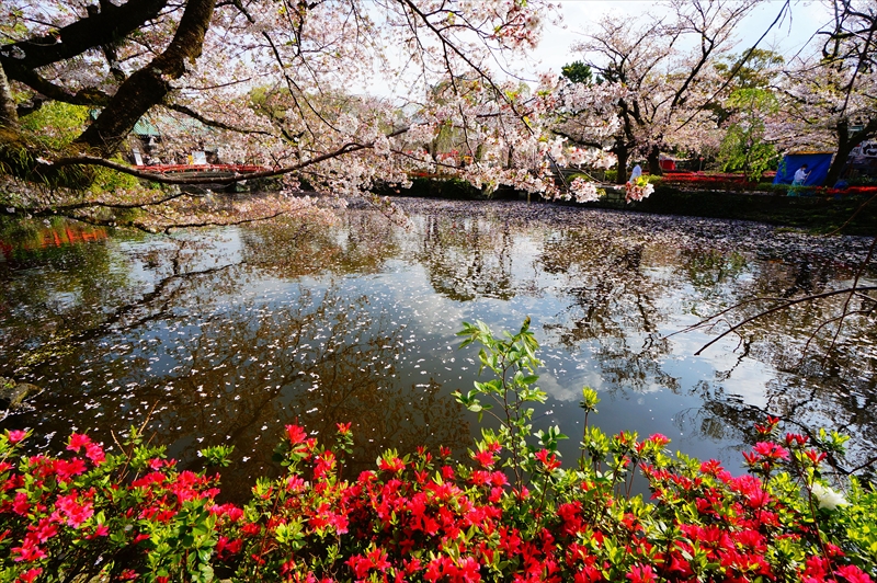 1097_三嶋大社_静岡