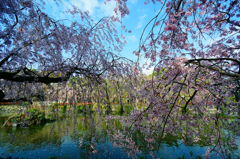 1104_三嶋大社_静岡