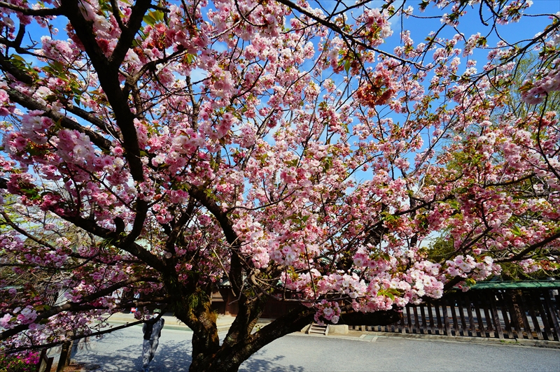 1106_三嶋大社_静岡