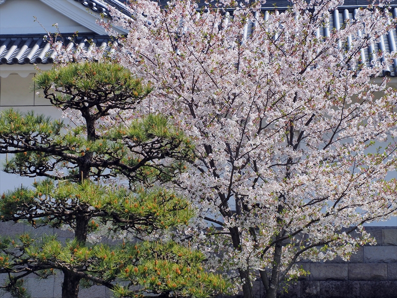 1112_駿府城_静岡