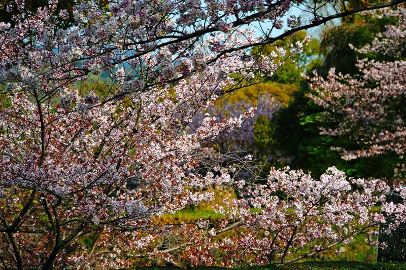 1007_熊本城_熊本