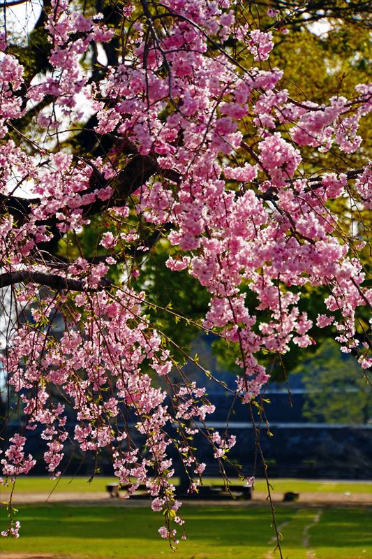 1008_熊本城_熊本