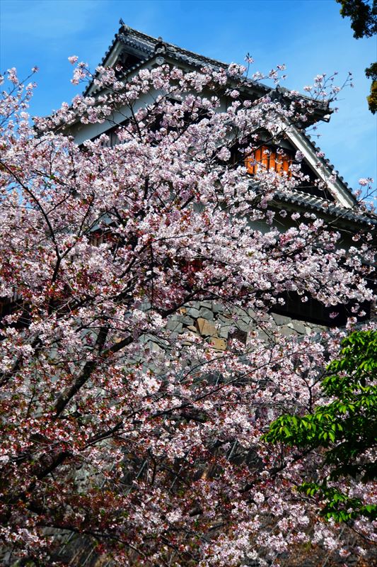 1021_熊本城_熊本