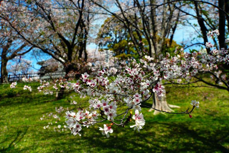 1023_熊本城_熊本