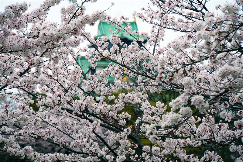 1005_大阪城_大阪