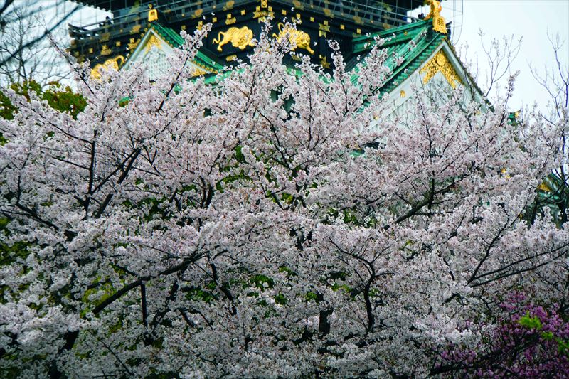 1008_大阪城_大阪