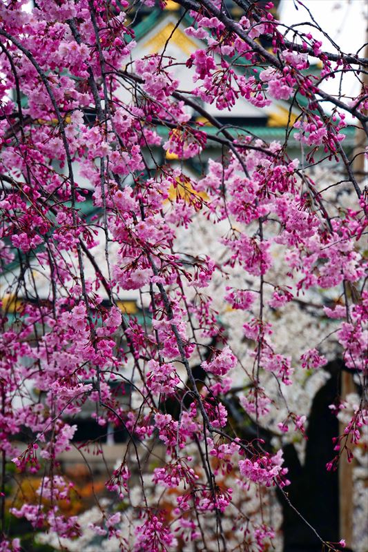 1011_大阪城_大阪