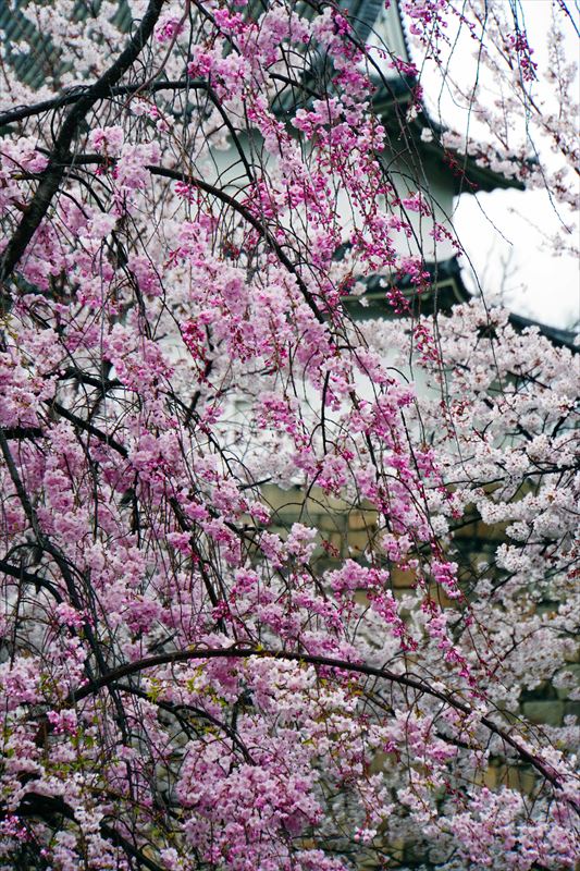 1014_大阪城_大阪