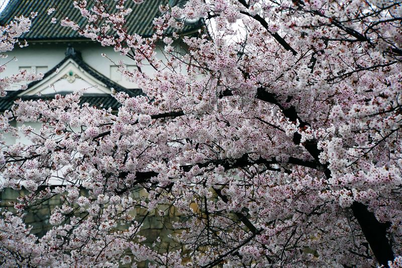 1015_大阪城_大阪