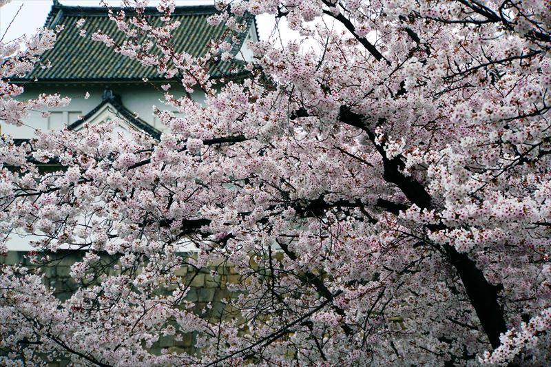 1017_大阪城_大阪