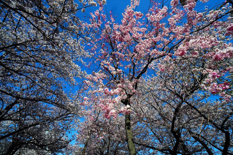 1023_大阪城_大阪