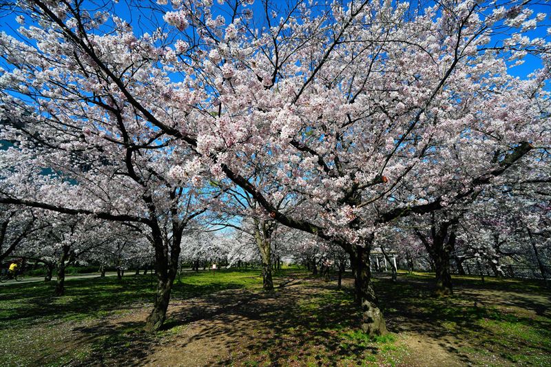 1024_大阪城_大阪
