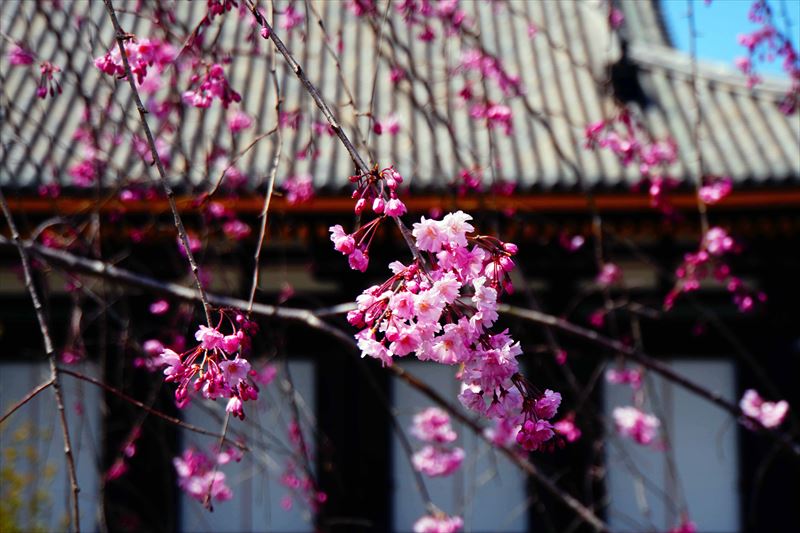 1196_洛中 蓮華王院三十三間堂_京都