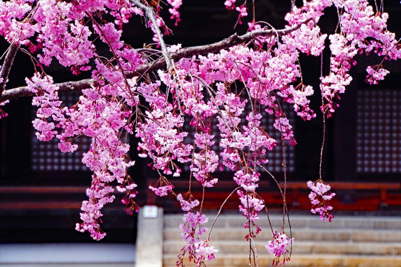 1201_洛中 蓮華王院三十三間堂_京都