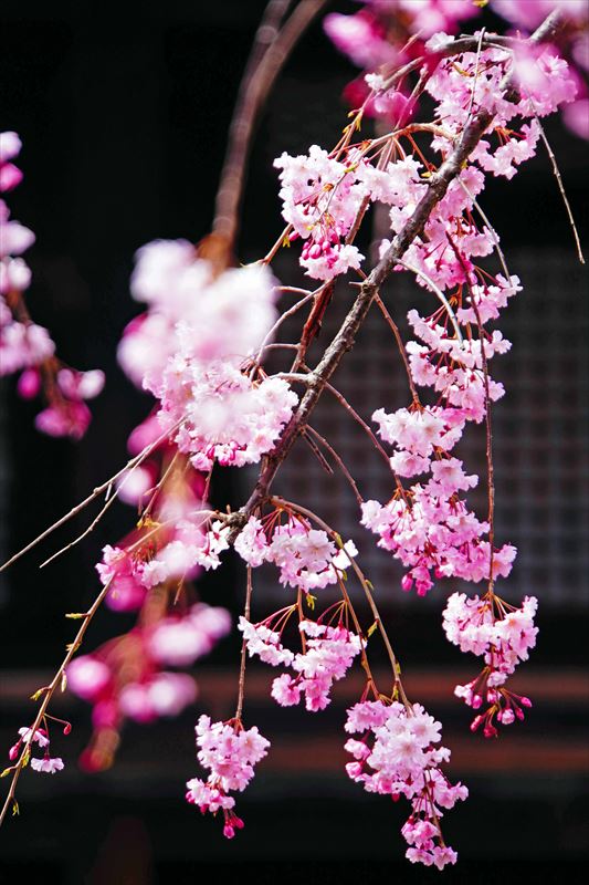 1202_洛中 蓮華王院三十三間堂_京都