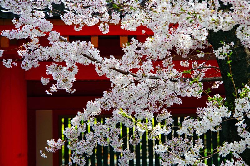 1204_洛中 蓮華王院三十三間堂_京都