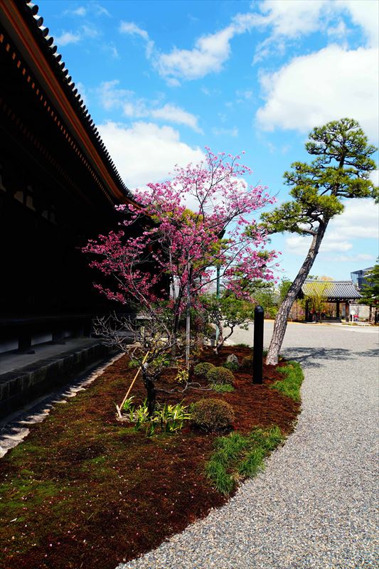 1206_洛中 蓮華王院三十三間堂_京都